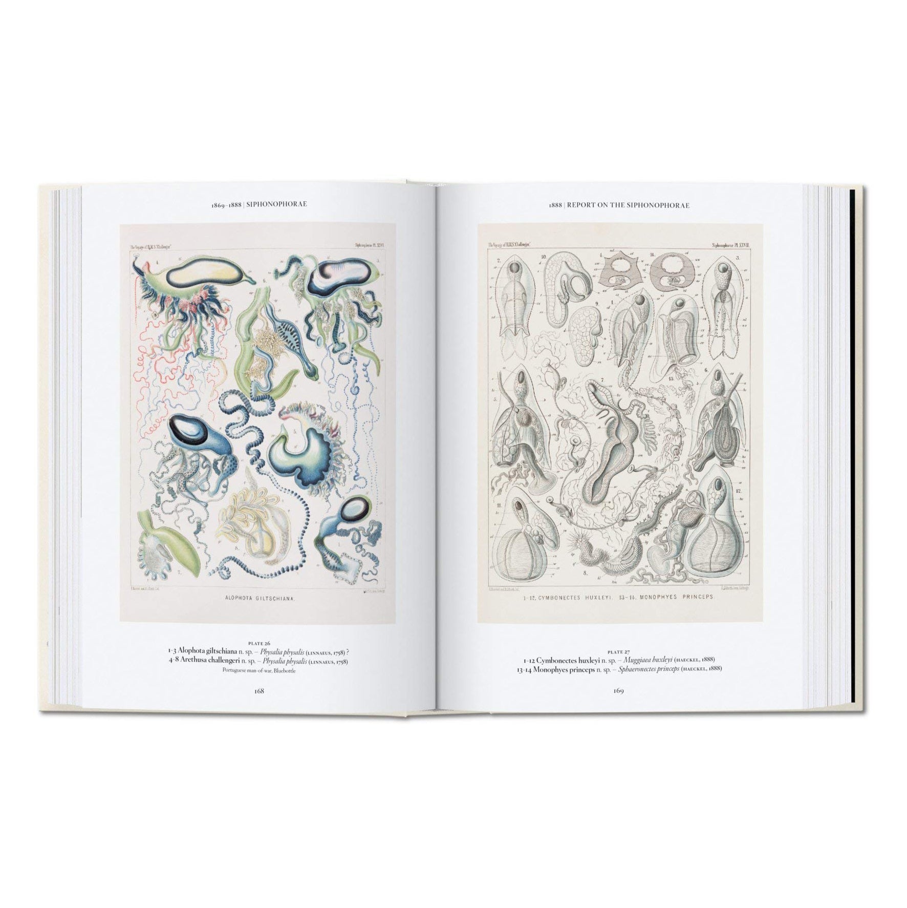 Ernst Haeckel - 40th Anniversary Edition - Secret Location
