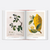 A Garden Eden. Masterpieces of Botanical Illustration. 40th Edition - Secret Location