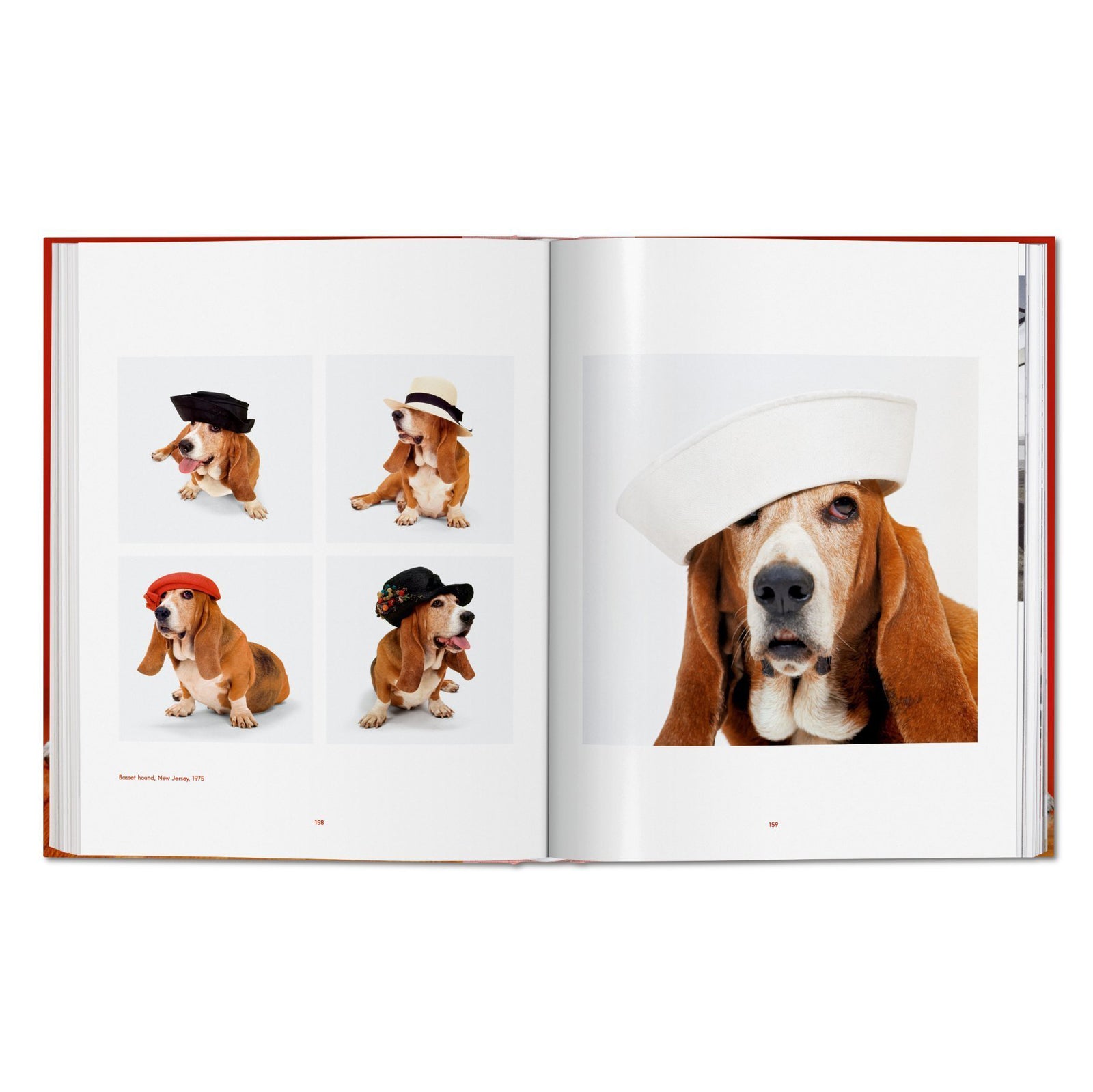 Walter Chandoha. Dogs. Photographs 1941-1991 - Secret Location