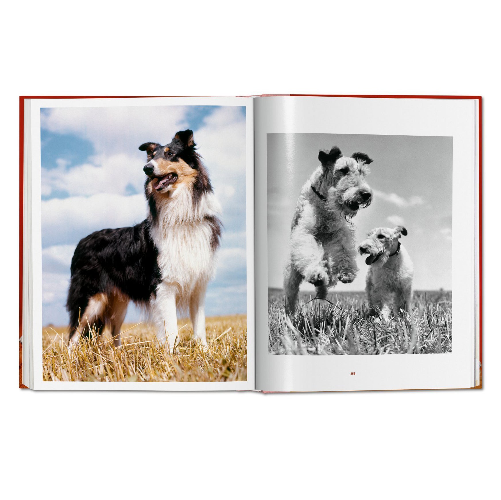 Walter Chandoha. Dogs. Photographs 1941-1991 - Secret Location